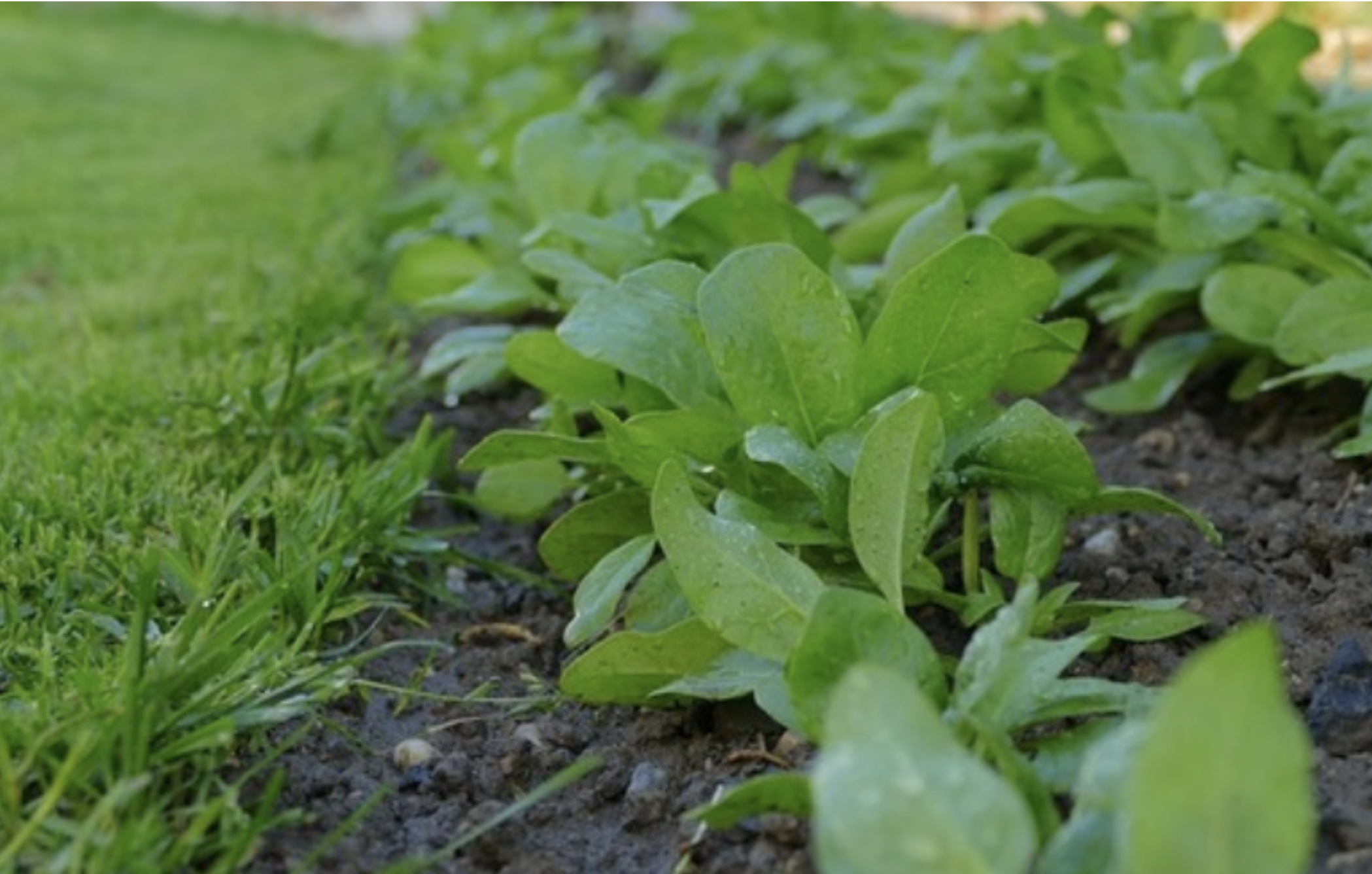 NEBRASKA FARMERS, RANCHERS PUSH FOR GREEN NEW DEAL POLICIES