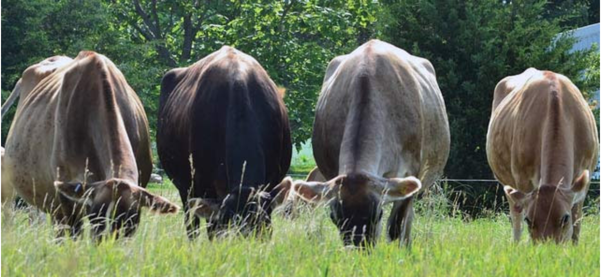 FIRST DAIRY FARM IN NEBRASKA, THIRD IN U.S., TO ADD TOP GRASSFED LABEL TO LEADING ANIMAL WELFARE CERTIFICATION