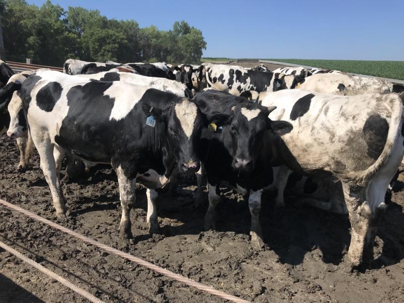 Some Beef Producers Spared in the Wake of Covid-19