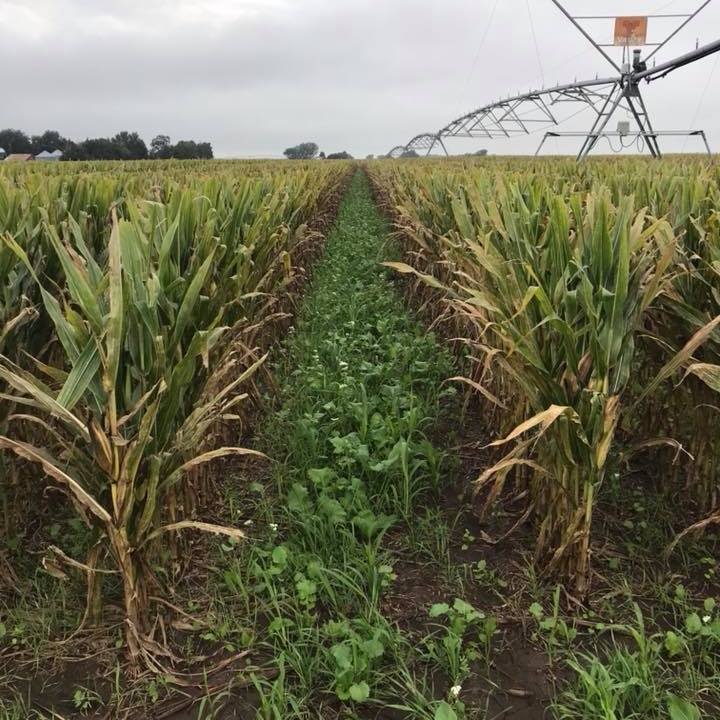 The Soil Health Farmer: Diversity of crops, livestock, jobs key to thriving rural America, according to one farmer