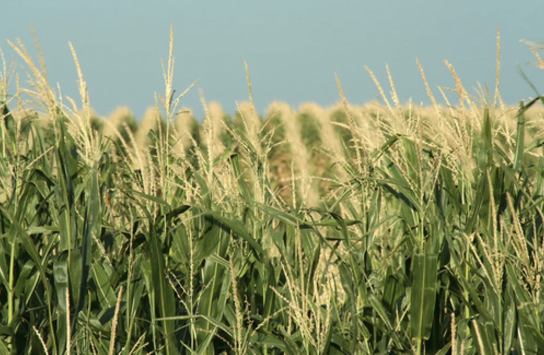 5TH-GENERATION FARMER GRAHAM CHRISTENSEN ON REGENERATION, THE FARM BILL AND ‘TALKING NEBRASKA TO NEBRASKANS’